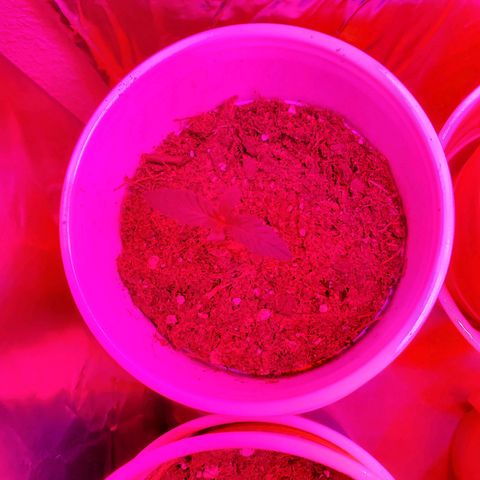 Unknown strain growlog photo: One has a weird tip.  One in Black pot looks like a ball sack, but its too early for these to start showing.  Others are showing great growth.  A bit of overwater from yesterday, but they are drinking it up.  Only placed 10mL or less in main 2 plants