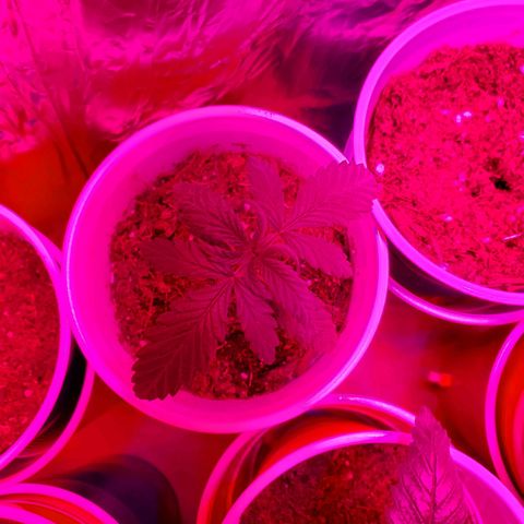 Unknown strain growlog photo: One has a weird tip.  One in Black pot looks like a ball sack, but its too early for these to start showing.  Others are showing great growth.  A bit of overwater from yesterday, but they are drinking it up.  Only placed 10mL or less in main 2 plants