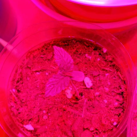 Unknown strain growlog photo: One has a weird tip.  One in Black pot looks like a ball sack, but its too early for these to start showing.  Others are showing great growth.  A bit of overwater from yesterday, but they are drinking it up.  Only placed 10mL or less in main 2 plants
