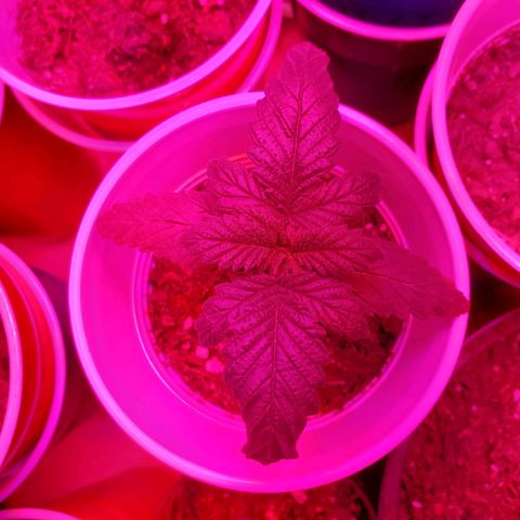 Unknown strain growlog photo: One has a weird tip.  One in Black pot looks like a ball sack, but its too early for these to start showing.  Others are showing great growth.  A bit of overwater from yesterday, but they are drinking it up.  Only placed 10mL or less in main 2 plants