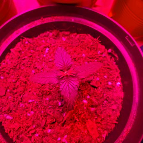 Unknown strain growlog photo: One has a weird tip.  One in Black pot looks like a ball sack, but its too early for these to start showing.  Others are showing great growth.  A bit of overwater from yesterday, but they are drinking it up.  Only placed 10mL or less in main 2 plants
