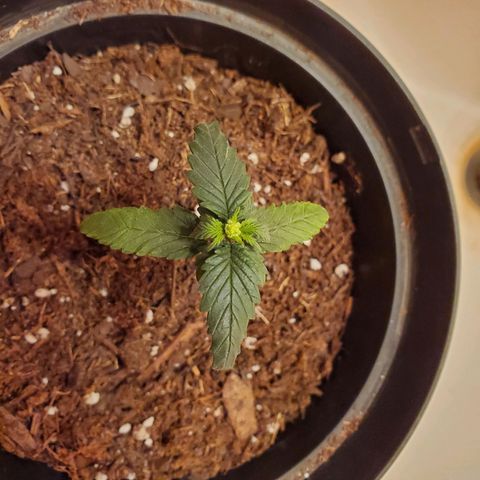 Unknown strain growlog photo: Started noticing this growth.  Hope its not a Herm