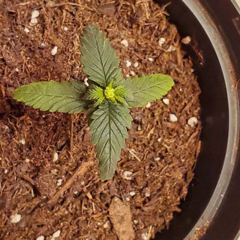 Unknown strain growlog photo: Started noticing this growth.  Hope its not a Herm