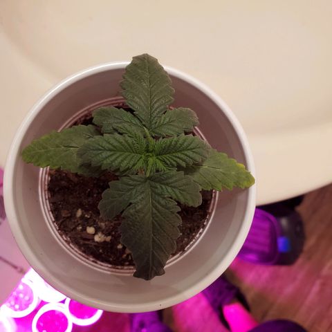 Unknown strain growlog photo: Keeping an eye on these, nutrients may be needed