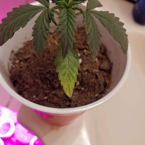 Unknown strain growlog photo: Keeping an eye on these, nutrients may be needed