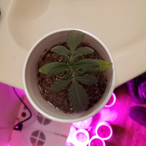 Unknown strain growlog photo: Keeping an eye on these, nutrients may be needed