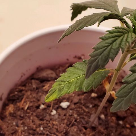 Unknown strain growlog photo: Keeping an eye on these, nutrients may be needed