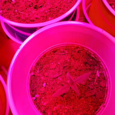 Unknown strain growlog photo: Rest are doing well