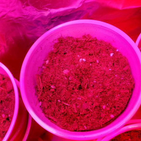 Unknown strain growlog photo: Rest are doing well
