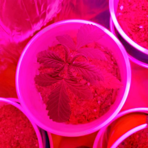 Unknown strain growlog photo: Rest are doing well