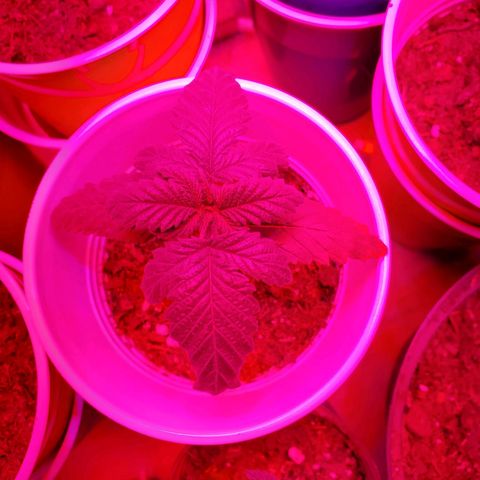 Unknown strain growlog photo: Rest are doing well