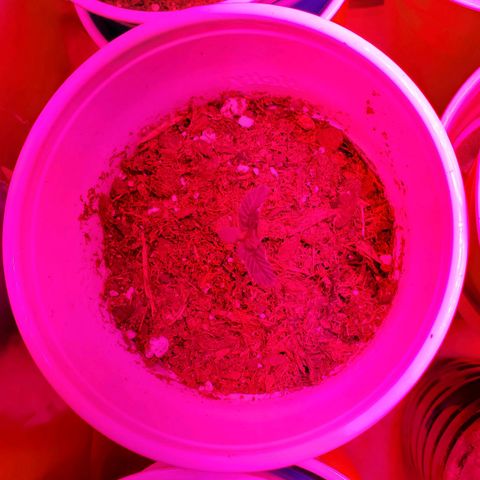 Unknown strain growlog photo: Rest are doing well