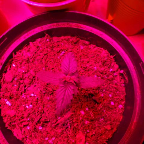 Unknown strain growlog photo: Rest are doing well