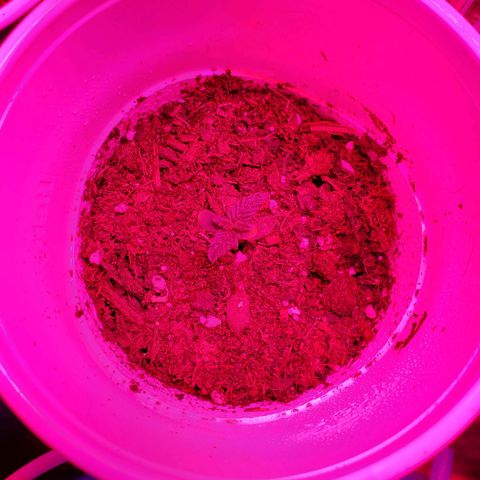 Unknown strain growlog photo: Rest are doing well