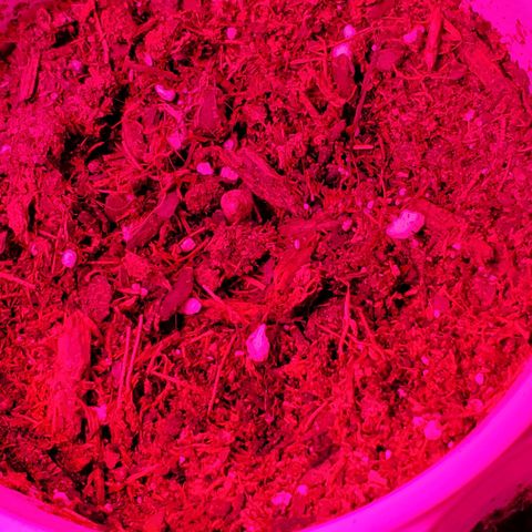 Unknown strain growlog photo: Rest are doing well