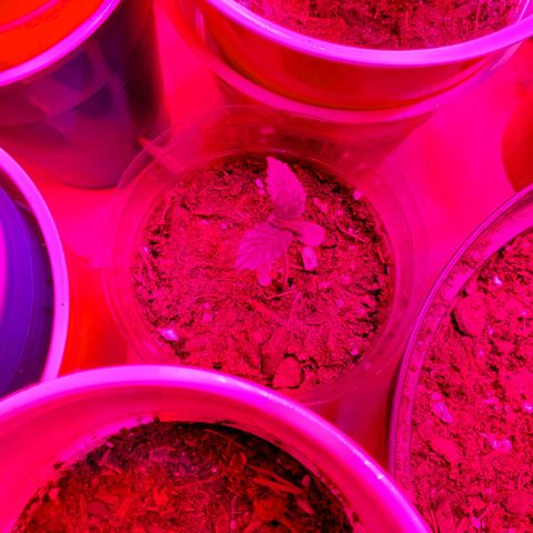 Unknown strain growlog photo: Rest are doing well
