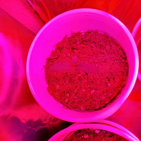 Unknown strain growlog photo: Rest are doing well