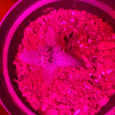 Unknown strain growlog photo: Looking good.  One with growth on tip, I feel may be a male or hermit showing already at 3 to 4weeks.  I still see new leaves growing.  Will keep an eye,  wouldn't mind seeds due to I can keep planting.  But, don't want too much haha