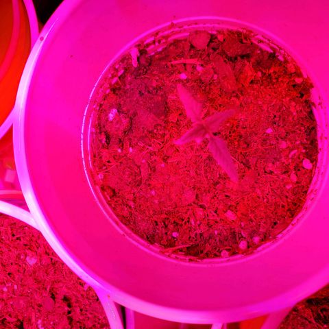 Unknown strain growlog photo: Looking good.  One with growth on tip, I feel may be a male or hermit showing already at 3 to 4weeks.  I still see new leaves growing.  Will keep an eye,  wouldn't mind seeds due to I can keep planting.  But, don't want too much haha