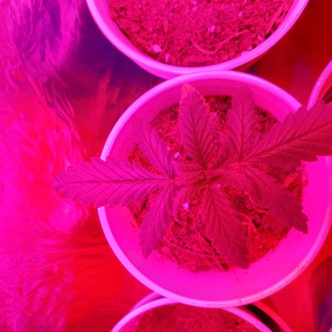 Unknown strain growlog photo: Looking good.  One with growth on tip, I feel may be a male or hermit showing already at 3 to 4weeks.  I still see new leaves growing.  Will keep an eye,  wouldn't mind seeds due to I can keep planting.  But, don't want too much haha