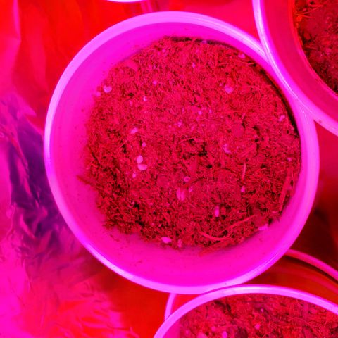 Unknown strain growlog photo: Looking good.  One with growth on tip, I feel may be a male or hermit showing already at 3 to 4weeks.  I still see new leaves growing.  Will keep an eye,  wouldn't mind seeds due to I can keep planting.  But, don't want too much haha