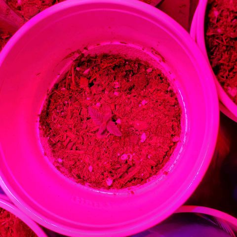 Unknown strain growlog photo: Looking good.  One with growth on tip, I feel may be a male or hermit showing already at 3 to 4weeks.  I still see new leaves growing.  Will keep an eye,  wouldn't mind seeds due to I can keep planting.  But, don't want too much haha