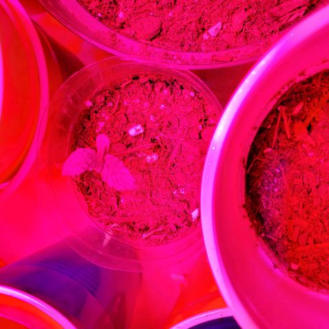 Unknown strain growlog photo: Looking good.  One with growth on tip, I feel may be a male or hermit showing already at 3 to 4weeks.  I still see new leaves growing.  Will keep an eye,  wouldn't mind seeds due to I can keep planting.  But, don't want too much haha