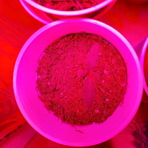 Unknown strain growlog photo: Looking good.  One with growth on tip, I feel may be a male or hermit showing already at 3 to 4weeks.  I still see new leaves growing.  Will keep an eye,  wouldn't mind seeds due to I can keep planting.  But, don't want too much haha