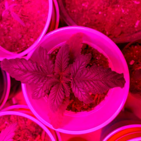 Unknown strain growlog photo: Looking good.  One with growth on tip, I feel may be a male or hermit showing already at 3 to 4weeks.  I still see new leaves growing.  Will keep an eye,  wouldn't mind seeds due to I can keep planting.  But, don't want too much haha
