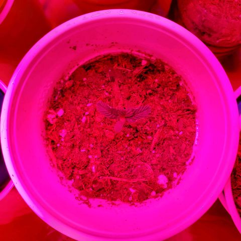 Unknown strain growlog photo: Looking good.  One with growth on tip, I feel may be a male or hermit showing already at 3 to 4weeks.  I still see new leaves growing.  Will keep an eye,  wouldn't mind seeds due to I can keep planting.  But, don't want too much haha