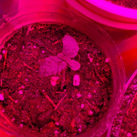 Unknown strain growlog timeline photo
