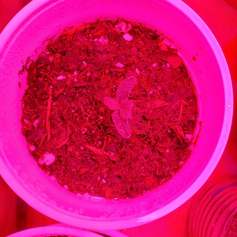 Unknown strain growlog timeline photo