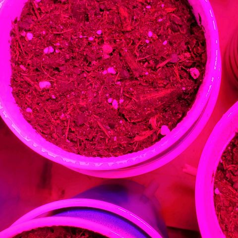 Unknown strain growlog timeline photo