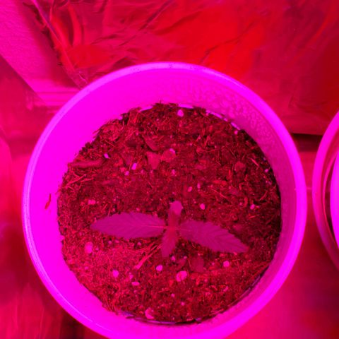 Unknown strain growlog timeline photo