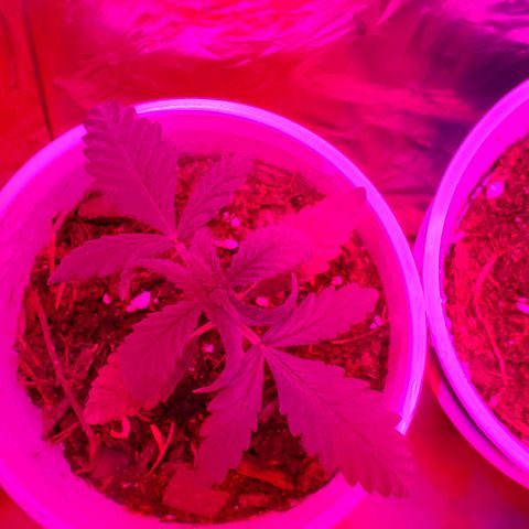 Unknown strain growlog timeline photo