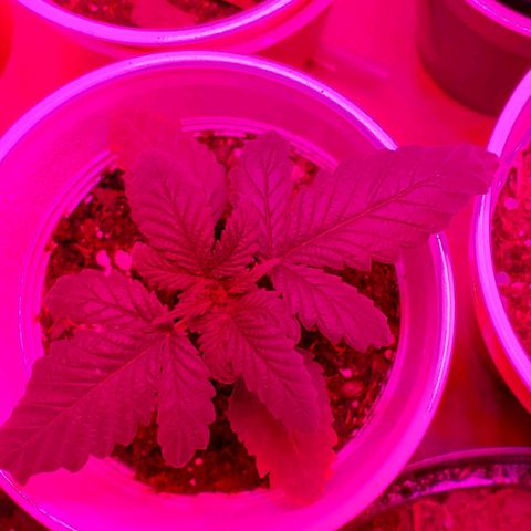 Unknown strain growlog timeline photo