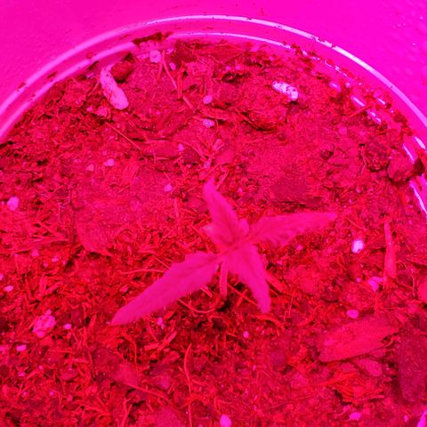 Unknown strain growlog timeline photo