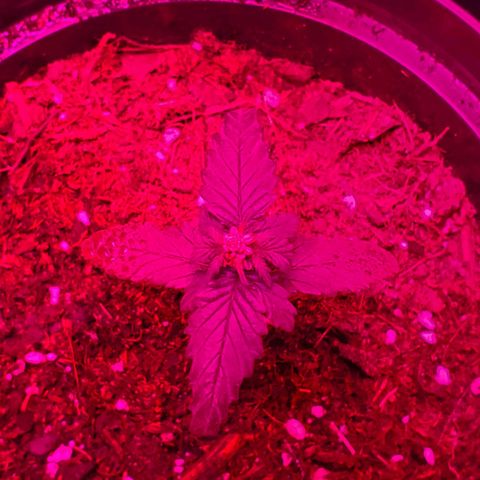Unknown strain growlog timeline photo