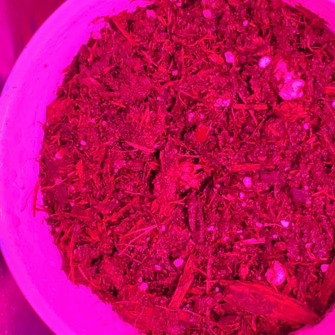 Unknown strain growlog photo: Fresh babies.  Seeds look like they are taking in