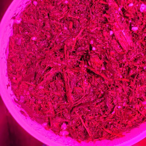Unknown strain growlog photo: Fresh babies.  Seeds look like they are taking in