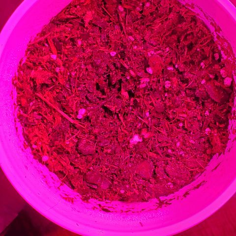Unknown strain growlog photo: Fresh babies.  Seeds look like they are taking in