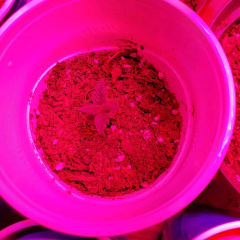 Unknown strain growlog photo: May have over watered a bit when giving nutrients.  Will see how they look by end of the day