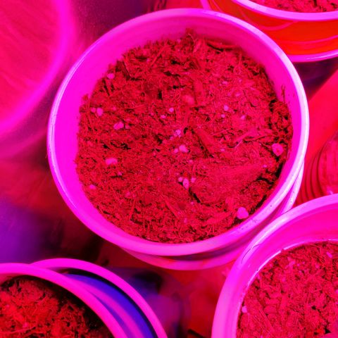 Unknown strain growlog photo: May have over watered a bit when giving nutrients.  Will see how they look by end of the day