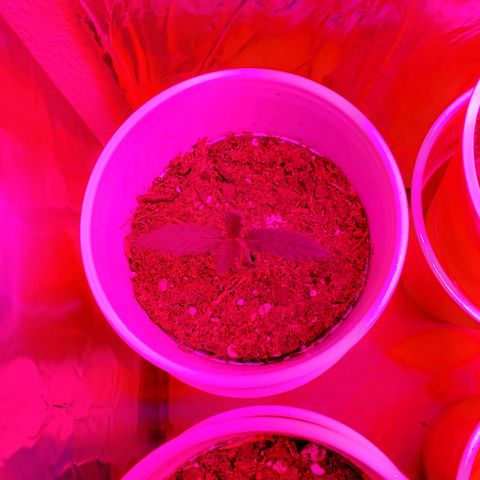 Unknown strain growlog photo: May have over watered a bit when giving nutrients.  Will see how they look by end of the day