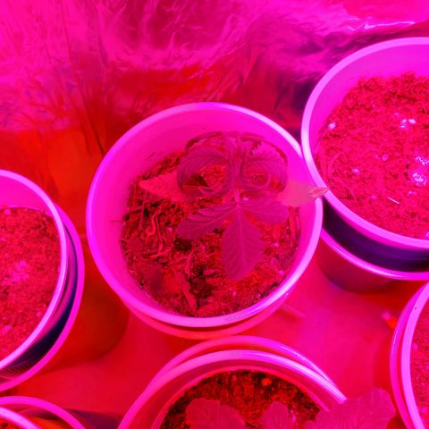 Unknown strain growlog photo: May have over watered a bit when giving nutrients.  Will see how they look by end of the day
