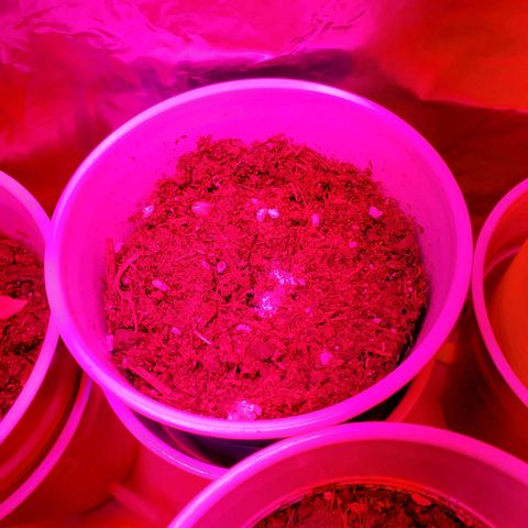 Unknown strain growlog photo: May have over watered a bit when giving nutrients.  Will see how they look by end of the day