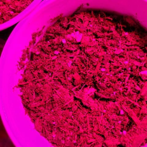 Unknown strain growlog photo: New seedlings seem to be doing good