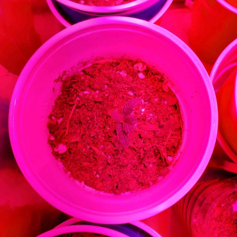 Unknown strain growlog photo: May have over watered a bit when giving nutrients.  Will see how they look by end of the day