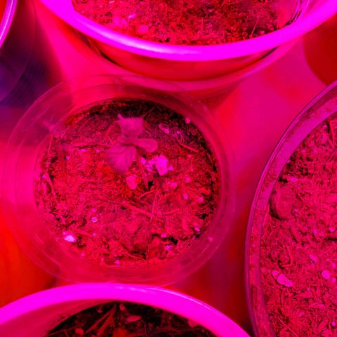 Unknown strain growlog photo: May have over watered a bit when giving nutrients.  Will see how they look by end of the day