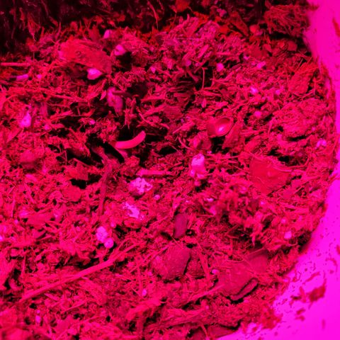 Unknown strain growlog photo: New seedlings seem to be doing good